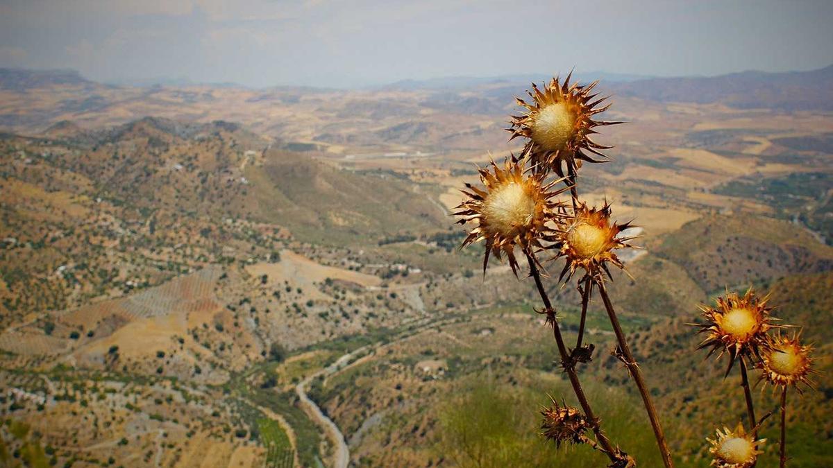 AI测算出我的基因有极高概率患某种病，并建议我不生育，我该听从吗