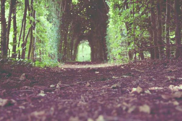 茶艺师专注地泡茶，观察茶叶的变化